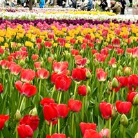 チューリップ,季節の花,横浜公園,被災地にエールを…。,ガーデンネックレス横浜2026コンテストの画像