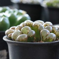 メセン,コノフィツム属,タニラー,その他部屋の画像