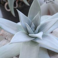 ダドレア,タニラー,ダドレア属,その他部屋の画像