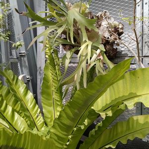 ビカクシダ,アスプレニウム(オオタニワタリ),小石川植物園の画像