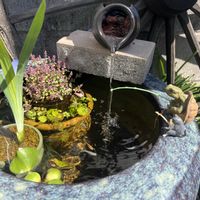 花菖蒲,ロタラ・ロトンジフォリア,ビオトープ,メダカ,火鉢の画像