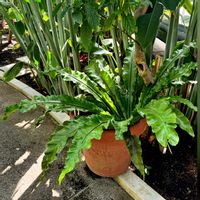 パイナップル,オオタニワタリ,アスプレニウム,カエル,今日のお花の画像