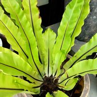 オオタニワタリ,アスプレニウム,観葉植物,いつもありがとう♡,綺麗の画像