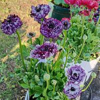 フリージア,クモマグサ,パルマスミレ,プレミアムラナンキュラスイカロス,プレミアムラナンキュラスイカロスの画像