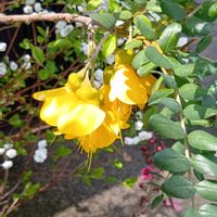 ソフォラ・ミクロフィラ,かわいい,可愛い,ビタミンカラー,黄色い花の画像