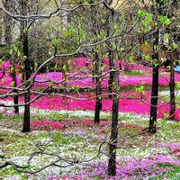 シバザクラ,ハナズオウ,ヒイラギ,リキュウバイ,アスプレニウムの画像