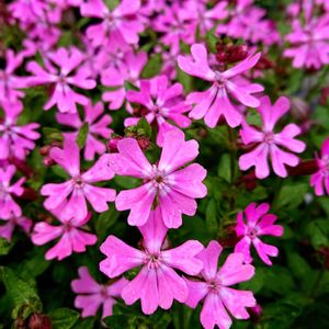 金魚草,金魚草,金魚草,フクロナデシコ,フクロナデシコの画像