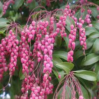 馬酔木(アセビ）,GSに感謝。,お花のある暮らし,元気に育ててますよ,チーム新潟の画像