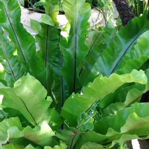 オオデマリ,ギボウシ,オオタニワタリ,アスプレニウム,シダレヤナギの画像