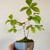 コナラ,コナラ,盆栽,実生,小品盆栽の画像