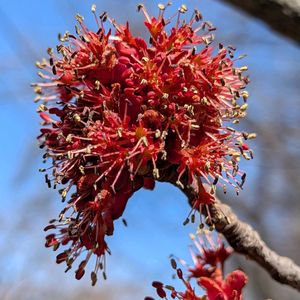 ハナノキ,ハナカエデ,絶滅危惧種,落葉高木,日本固有種の画像