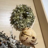 アボカド,アボカドの種,アボカドの種,アボカド栽培,家庭菜園の画像