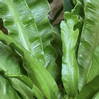 シュガーバイン,アスプレニウム,観葉植物,スマホ撮影,今日のお花の画像