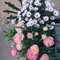 エリカ,オキザリス,ジンチョウゲ,ラナンキュラス,ミルクブッシュの画像