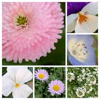 マツバボタン,マツバボタン,日高ミセバヤ,日高ミセバヤ,ピレア・カディエレイの画像