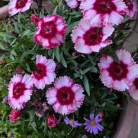 宿根バーベナ,春の庭,ダイアンサス（ナデシコ,はなのある暮らし,小さな庭の画像