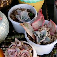 エケベリア,マディバ,多肉植物,葉挿しの画像