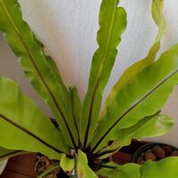 シマオオタニワタリ,木瓜(ボケ),房咲き水仙,梅花カラマツ,八重咲きバイカカラマツの画像