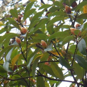 タブノキ,樹木の画像