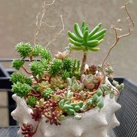 ピンクプリティ,小松緑,多肉植物,育てやすい多肉植物,多肉植物寄せ植えの画像