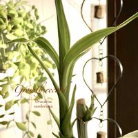 ミリオンバンブー,ドラセナサンデリアーナ,観葉植物,常緑低木,新芽の画像