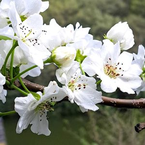 梨の花,うどん県人会,うどん県西支部,畑の画像