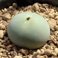 コノフィツム カルキュルス,多肉植物,ベランダー,コノフィツム属,ニューフェイスの画像
