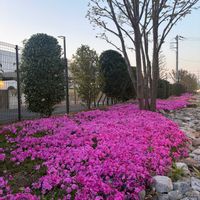 シバザクラ,芝桜,植物のある暮らし,お花のある暮らし,玄関アプローチの画像
