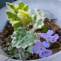 グレコマ,おうち園芸,記録pic,庭の画像