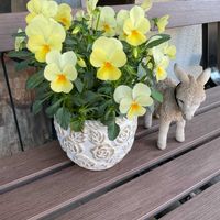 バーベナ,ビオラ,宿根バーベナ,ビオラ ひよこももか,極小輪ビオラの画像