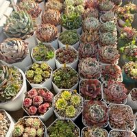 多肉植物,多肉大好き,ベランダ多肉,多肉女子,エケベリア女子の画像