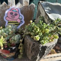 乙女心,多肉植物いろいろ,暴れ多肉,繋がりに感謝✨,ニョロンの画像