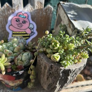 乙女心,多肉植物いろいろ,暴れ多肉,繋がりに感謝✨,ニョロンの画像