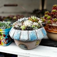 葉挿しっ子,ブラック・スパイラル,リメ鉢・寄せ植えの画像