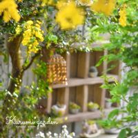 サボテン,ローズマリー,ミモザ,多肉植物いろいろ,ミモザアカシアの画像