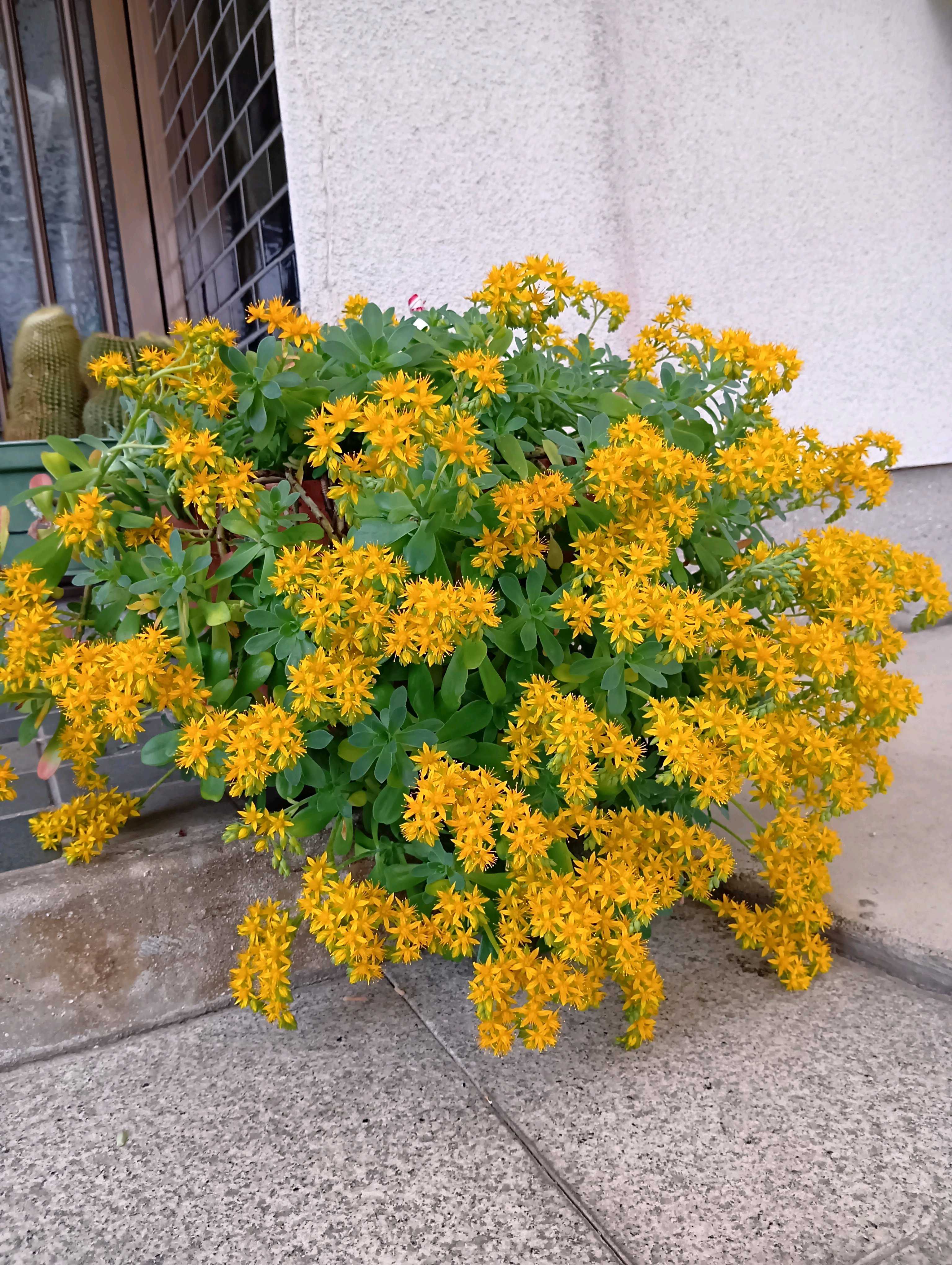 キリンソウ(麒麟草)の育て方｜植え付けや植え替えの時期は