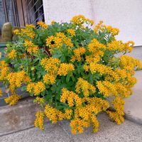 キリンソウの画像