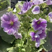 サクラソウ,イロハモミジ,馬酔木(アセビ）,イチリンソウ,ベニシダの画像