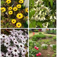 ムベ,スマホ撮影加工なし,花の15年組,庭の画像