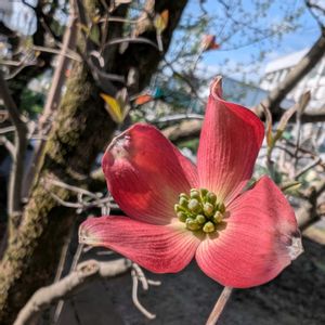 ハナミズキ,花水木,畑の画像