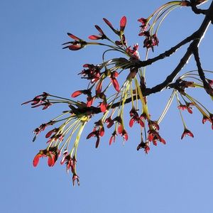 ハナノキの画像