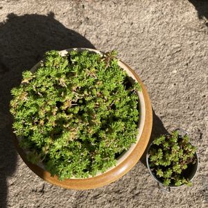 ミルクゥージ,100均,おぎのやの釜飯の画像