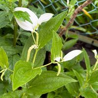 ハンゲショウの画像