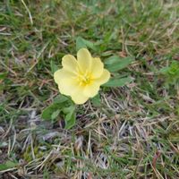 種まき,プランター栽培,家庭菜園,庭の画像