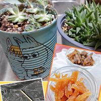 子持ち蓮華,三時草,プレ企画当選品,GSの繋がりに感謝♡,バラと夢CLUBの画像