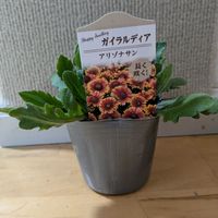 雑草,日記,こぼれ種,自己流,無農薬の画像