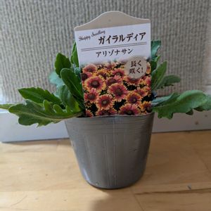 雑草,日記,こぼれ種,自己流,無農薬の画像