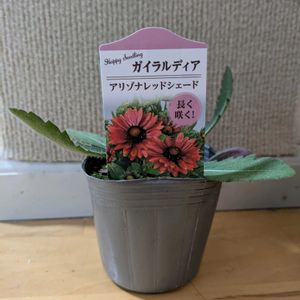 雑草,日記,こぼれ種,自己流,無農薬の画像