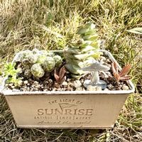 星の王子,不死鳥,ギンテマリ,寄せ植え,小さな宇宙の画像