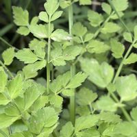 セリ,ハーブ,山野草,セリ科,里山の画像